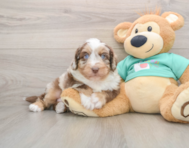 5 week old Mini Aussiedoodle Puppy For Sale - Lone Star Pups