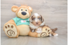 Playful Mini Aussiepoodle Poodle Mix Puppy