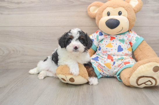 DAPPER, a Mini Aussiedoodle littermate