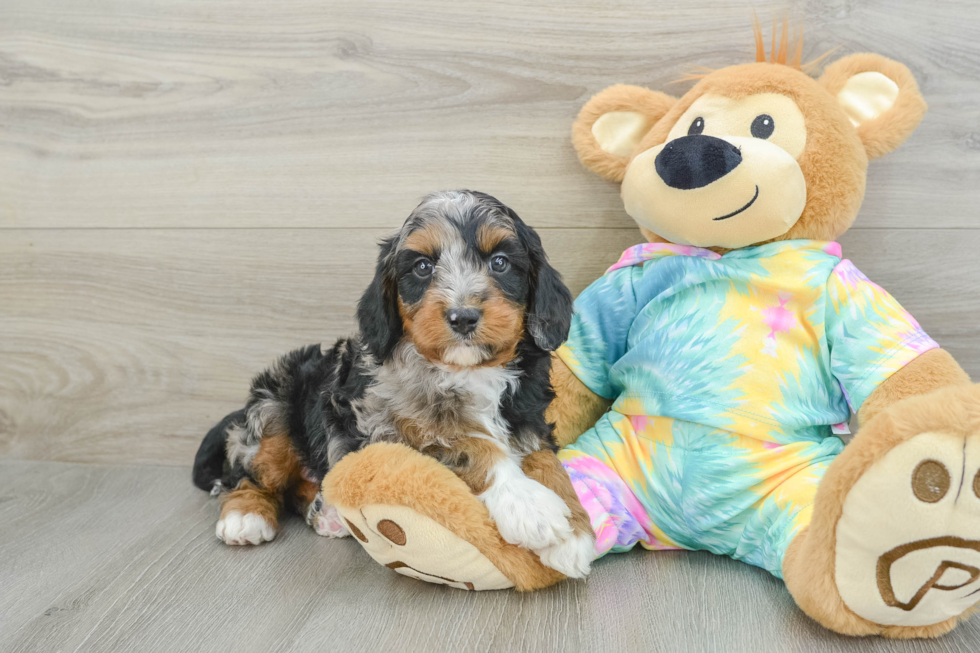 Mini Aussiedoodle Puppy for Adoption