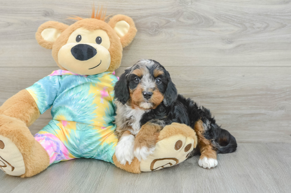 6 week old Mini Aussiedoodle Puppy For Sale - Lone Star Pups