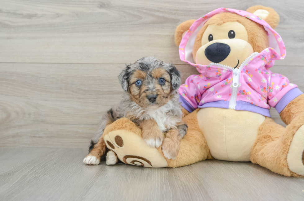 5 week old Mini Aussiedoodle Puppy For Sale - Lone Star Pups