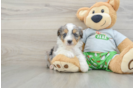 Mini Aussiedoodle Puppy for Adoption