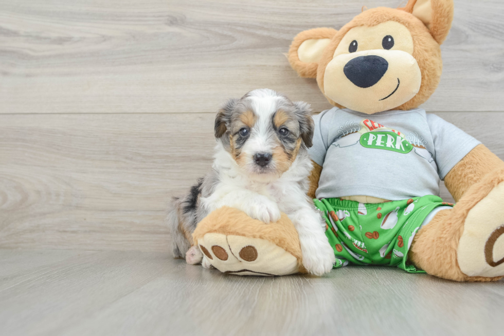 Mini Aussiedoodle Puppy for Adoption