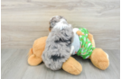 Mini Aussiedoodle Pup Being Cute