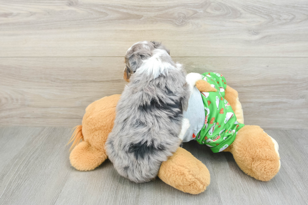 Mini Aussiedoodle Pup Being Cute