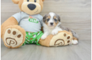 Mini Aussiedoodle Puppy for Adoption