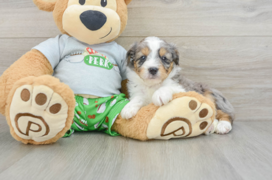 Mini Aussiedoodle Puppy for Adoption
