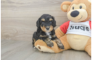 Mini Aussiedoodle Puppy for Adoption