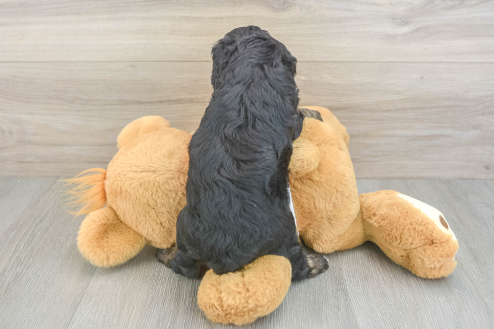 Playful Mini Aussiepoodle Poodle Mix Puppy