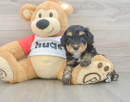 7 week old Mini Aussiedoodle Puppy For Sale - Lone Star Pups