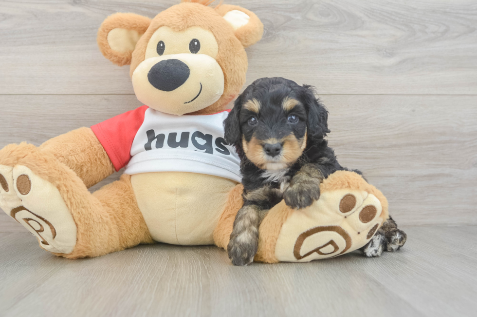 5 week old Mini Aussiedoodle Puppy For Sale - Lone Star Pups