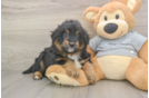 Funny Mini Aussiedoodle Poodle Mix Pup
