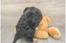 Mini Aussiedoodle Puppy for Adoption