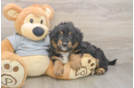 Best Mini Aussiedoodle Baby
