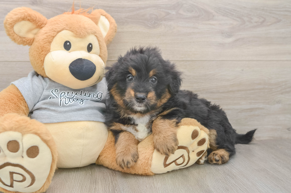 6 week old Mini Aussiedoodle Puppy For Sale - Lone Star Pups