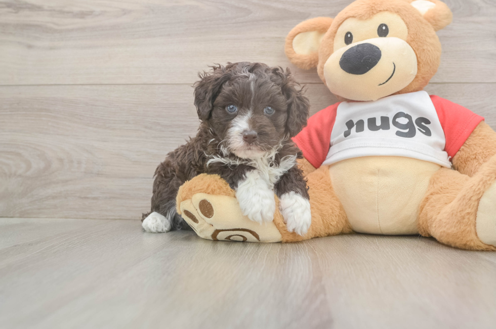 5 week old Mini Aussiedoodle Puppy For Sale - Lone Star Pups