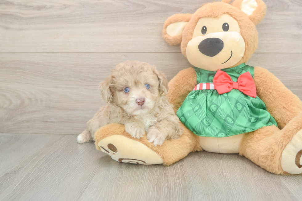 Best Mini Aussiedoodle Baby