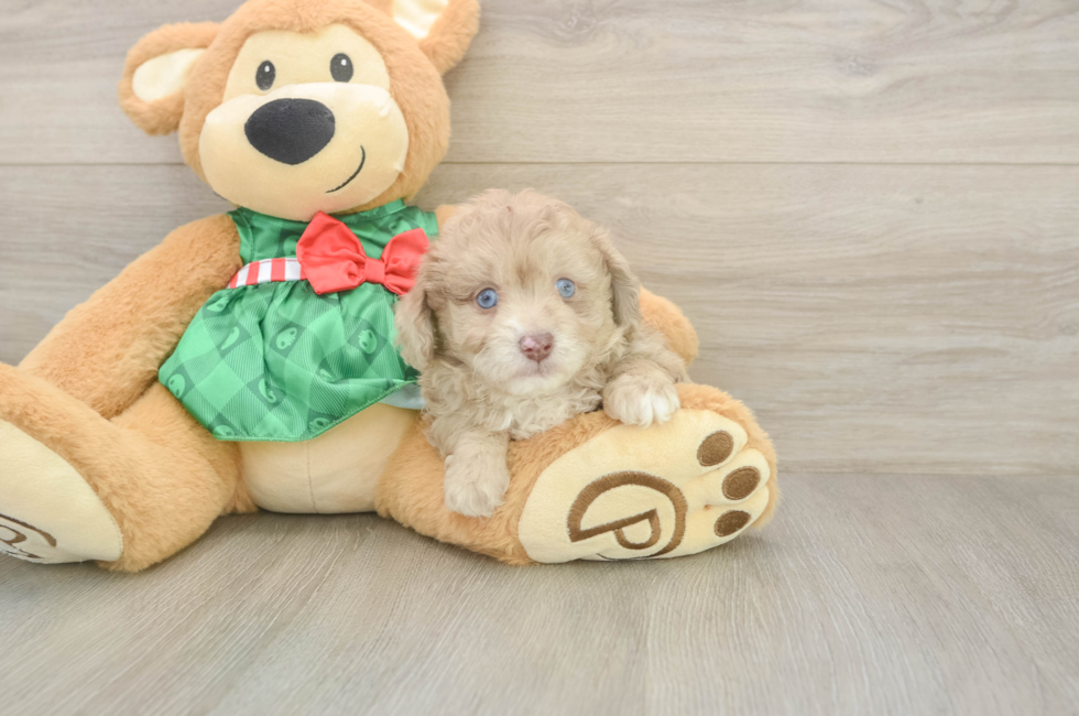 5 week old Mini Aussiedoodle Puppy For Sale - Lone Star Pups
