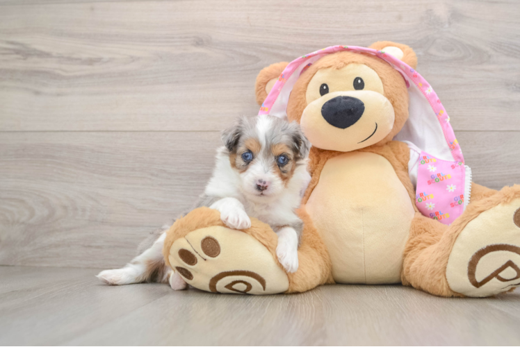 Mini Aussiedoodle Pup Being Cute