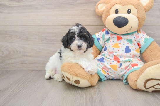 DAZ, a Mini Aussiedoodle littermate