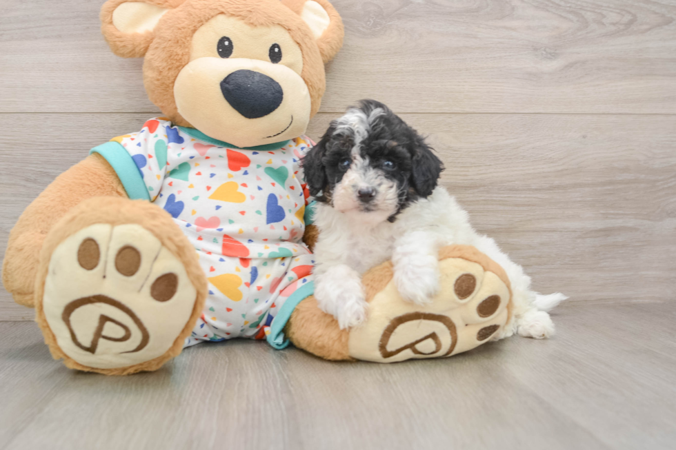 Mini Aussiedoodle Pup Being Cute