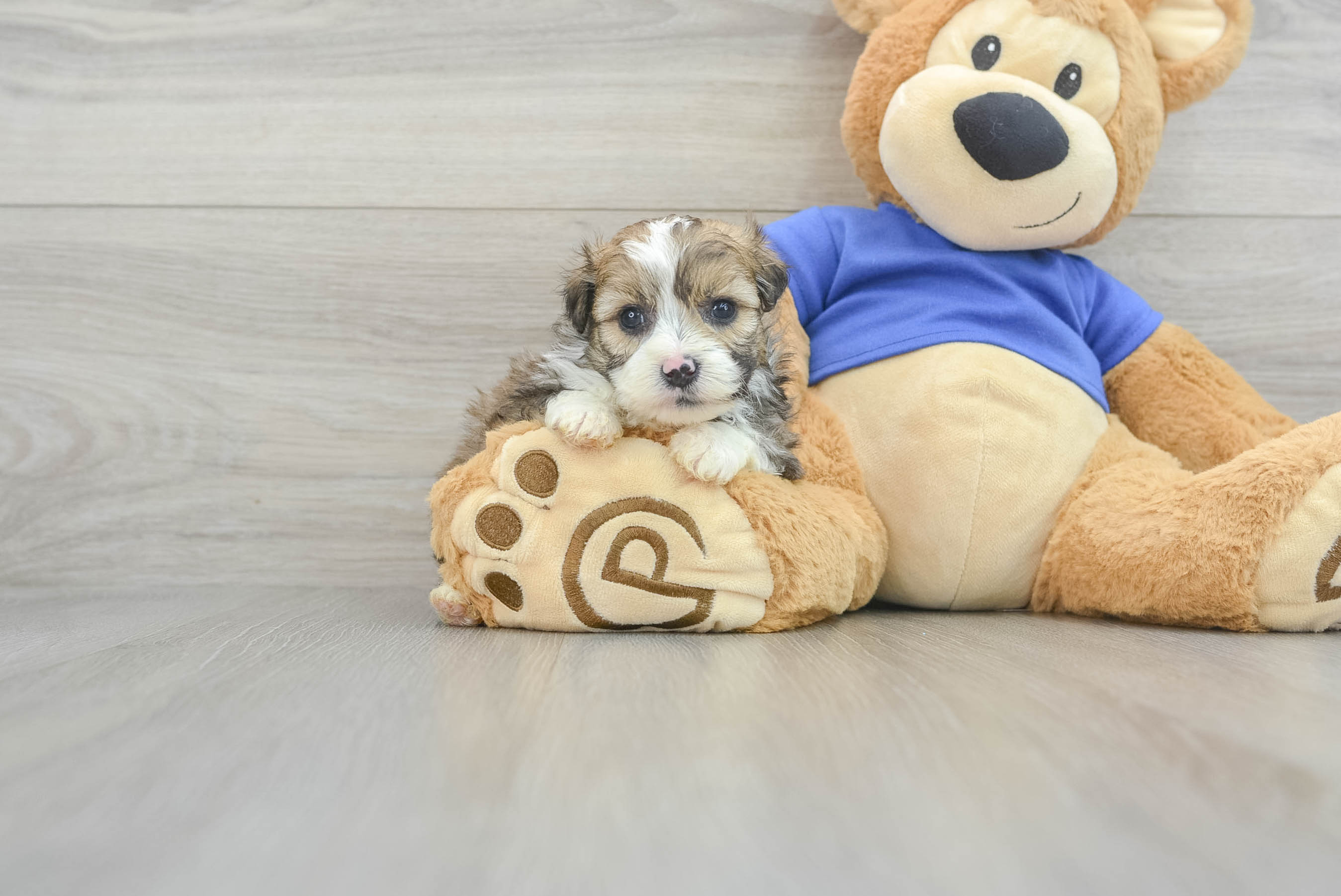Mini Aussiedoodle Pup Being Cute
