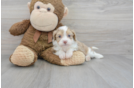 Mini Aussiedoodle Puppy for Adoption