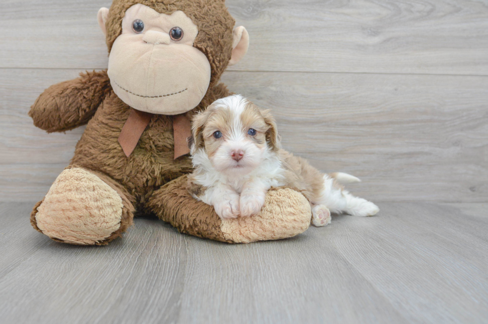 7 week old Mini Aussiedoodle Puppy For Sale - Lone Star Pups