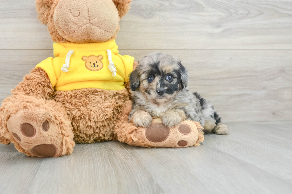 6 week old Mini Aussiedoodle Puppy For Sale - Lone Star Pups