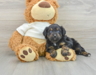 7 week old Mini Aussiedoodle Puppy For Sale - Lone Star Pups