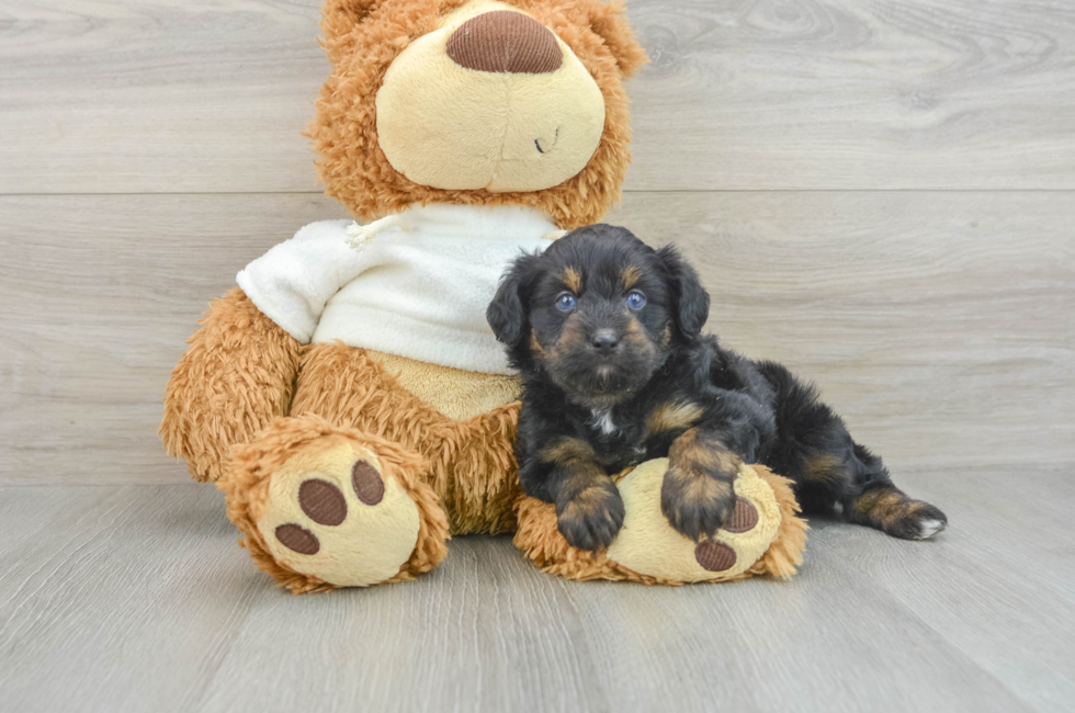 7 week old Mini Aussiedoodle Puppy For Sale - Lone Star Pups