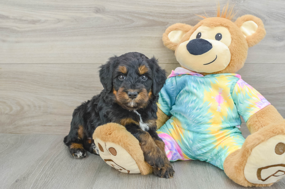 6 week old Mini Aussiedoodle Puppy For Sale - Lone Star Pups