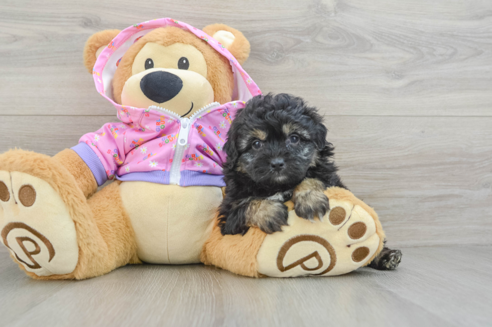 Playful Mini Aussiepoodle Poodle Mix Puppy