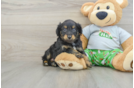 Best Mini Aussiedoodle Baby