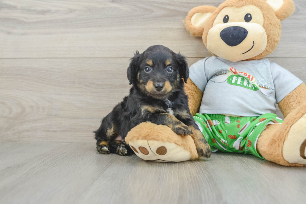 Best Mini Aussiedoodle Baby