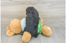 Mini Aussiedoodle Puppy for Adoption