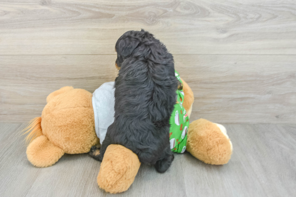 Mini Aussiedoodle Puppy for Adoption