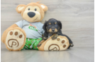 Cute Mini Aussiedoodle Baby