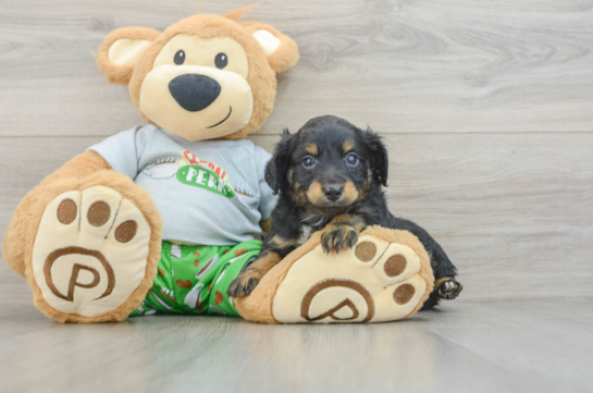 Cute Mini Aussiedoodle Baby