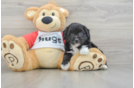 Mini Aussiedoodle Pup Being Cute