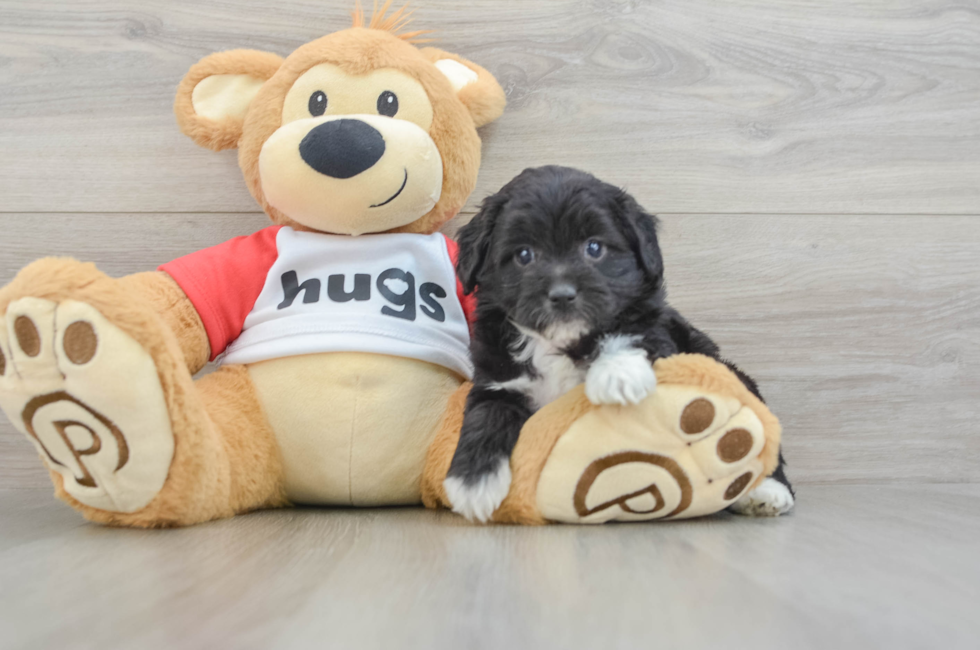 5 week old Mini Aussiedoodle Puppy For Sale - Lone Star Pups