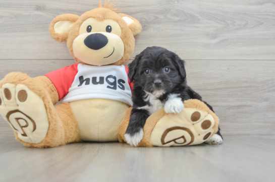 Mini Aussiedoodle Pup Being Cute