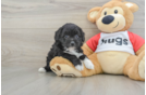 Smart Mini Aussiedoodle Poodle Mix Pup