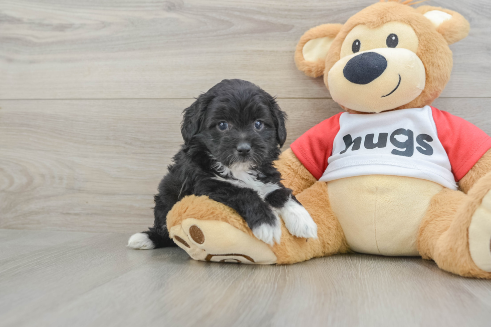 Smart Mini Aussiedoodle Poodle Mix Pup