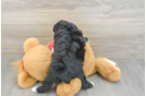 Playful Mini Aussiepoodle Poodle Mix Puppy