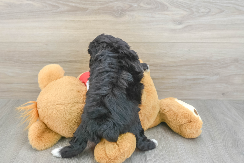Playful Mini Aussiepoodle Poodle Mix Puppy