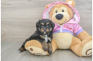 Fluffy Mini Aussiedoodle Poodle Mix Pup