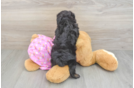 Hypoallergenic Aussiepoo Poodle Mix Puppy
