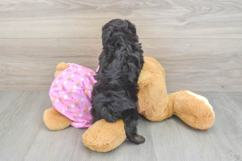 Hypoallergenic Aussiepoo Poodle Mix Puppy